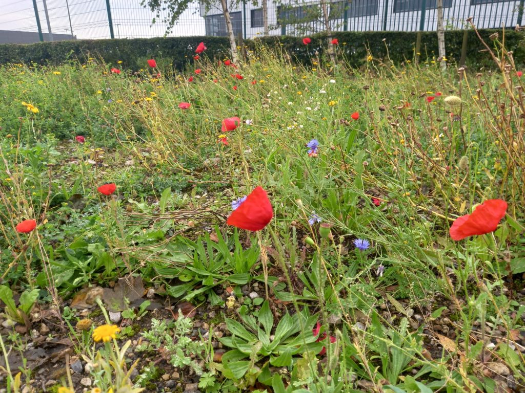 Wildflower meadow at Lesjofors Spring UK's Lindley Moor logistics hub 